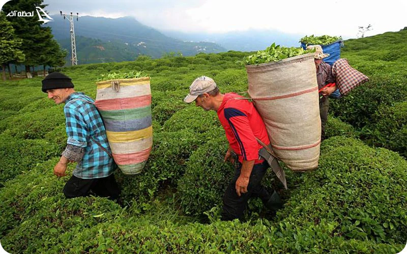 کشاورزی؛ حرف اول اقتصاد ازمیر